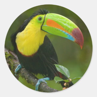 Adesivo Redondo Um belo pássaro tucano empoleirado em um galho.