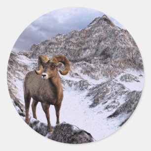 Adesivo Redondo Um carneiro de Bighorn olha no vale