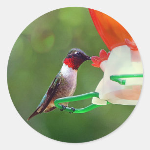 Adesivo Redondo Um colibri Throated do rubi