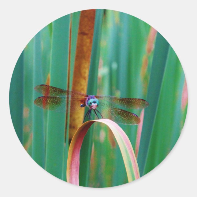 Adesivo Redondo Um Dragonfly de Olhos Vermelhos com cattails (Frente)