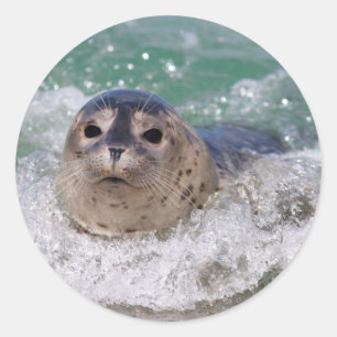 Adesivo Redondo Um filhote de foca surfando