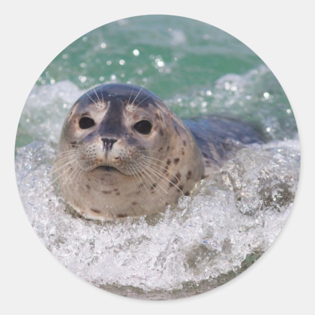 Adesivo Redondo Um filhote de foca surfando (Frente)