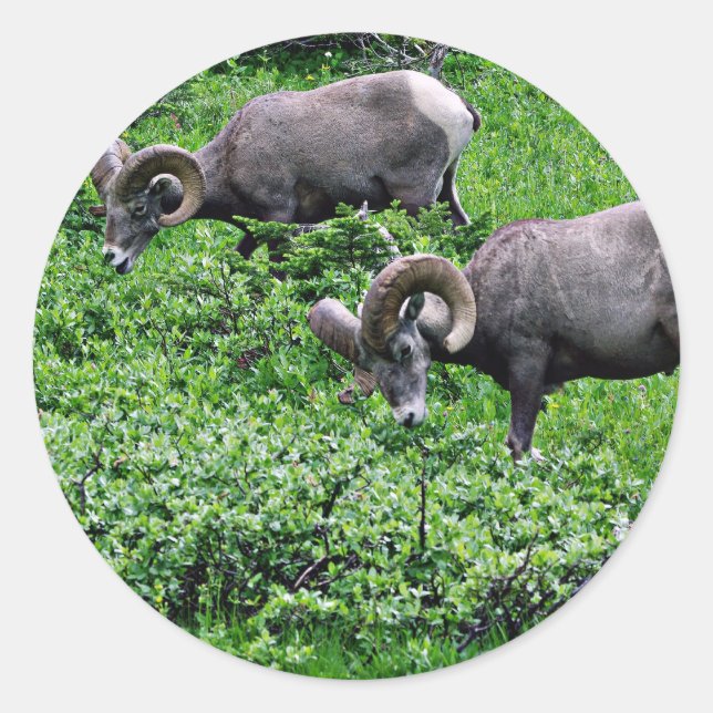 Adesivo Redondo Um par de Rams Grazing (Frente)