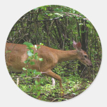 Um Stroll Through the Woods