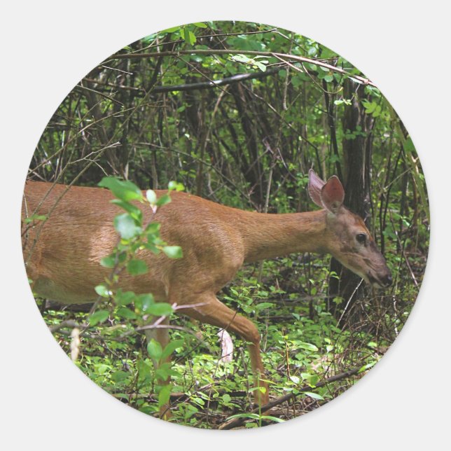 Adesivo Redondo Um Stroll Through the Woods (Frente)