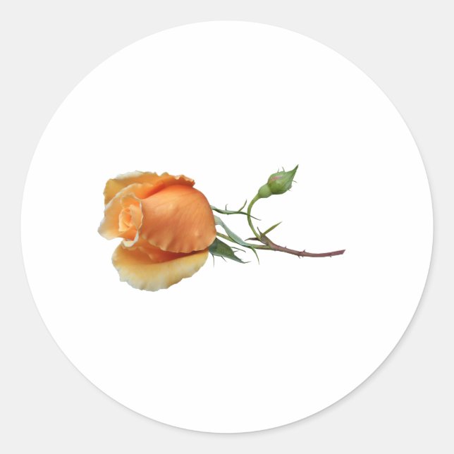 Adesivo Redondo Um único corte de rosa     (Frente)