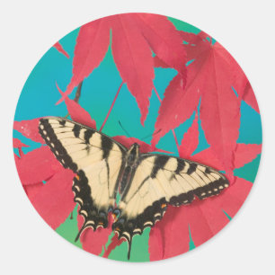 Adesivo Redondo Uma Borboleta Canadense Tiger Swallowtail