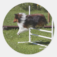 Uma Sheltie Limpa o Bar
