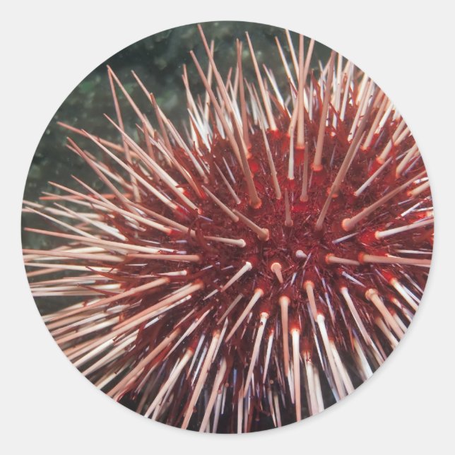 Adesivo Redondo Urchin gigante do mar Vermelho - Sticker (Frente)