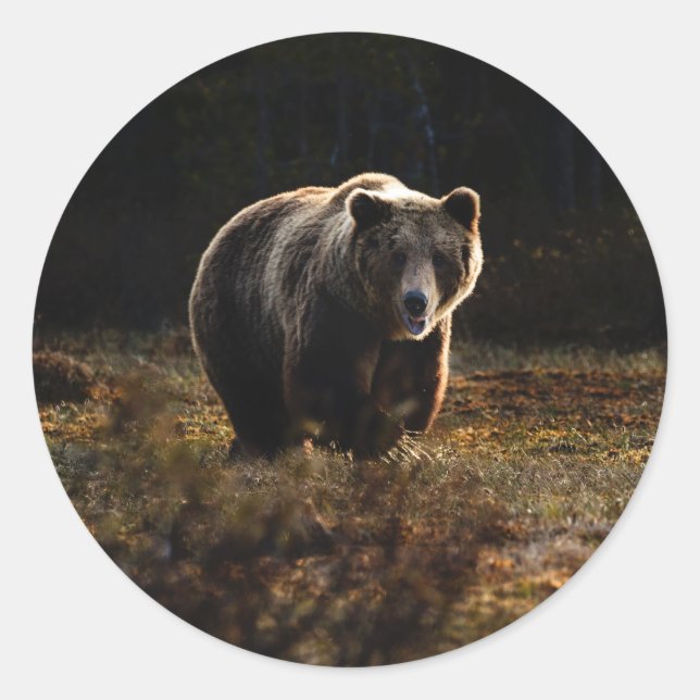 Adesivo Redondo Urso (Frente)