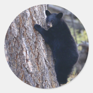 Adesivo Redondo urso