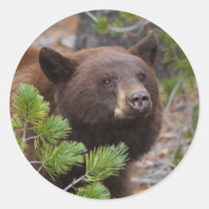 Adesivo Redondo urso