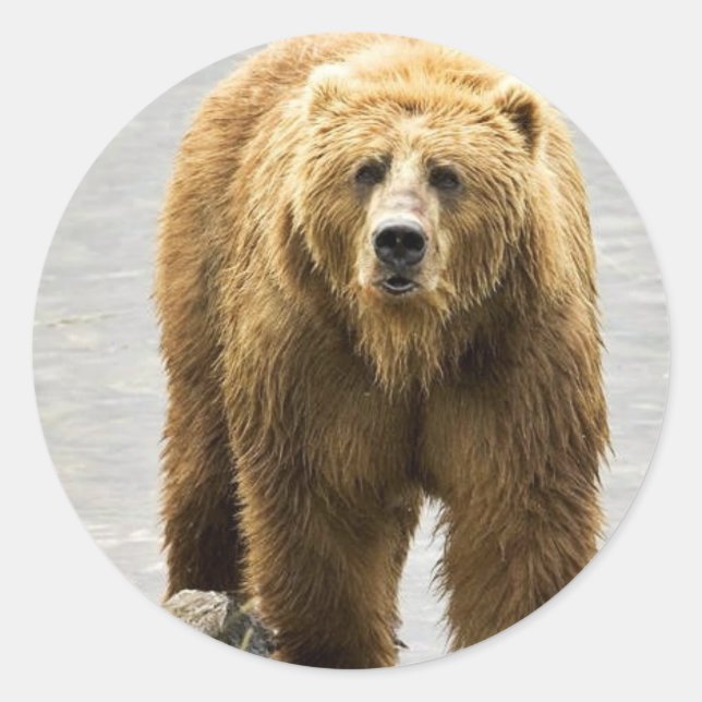 Adesivo Redondo Urso castanho (Frente)