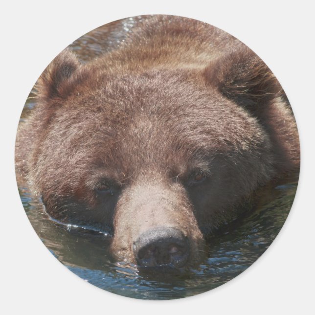 Adesivo Redondo Urso Cinzento (Frente)