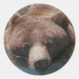 Adesivo Redondo Urso Cinzento
