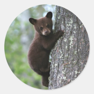 Adesivo Redondo Urso Cub que escala uma árvore
