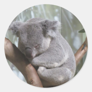 Adesivo Redondo urso de koala