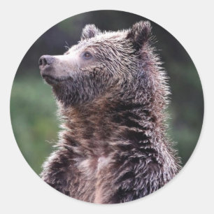 Adesivo Redondo Urso de urso ereto