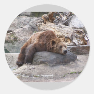 Adesivo Redondo Urso de urso que descansa na rocha