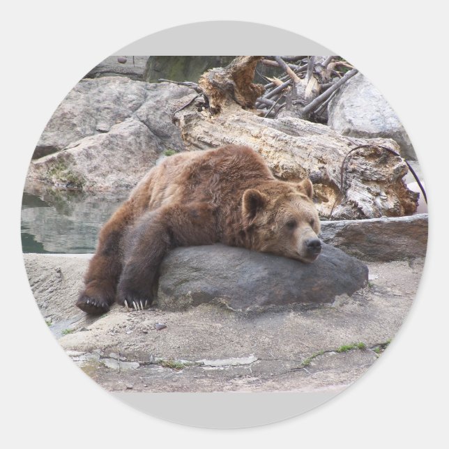 Adesivo Redondo Urso Grizzly Descansando Em Rock (Frente)