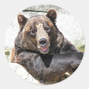 Adesivo Redondo Urso Marrom Sorridente