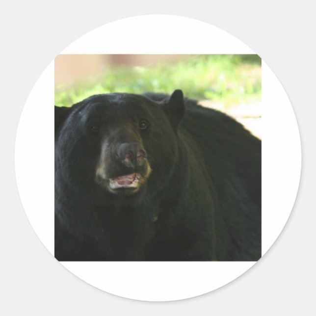 Adesivo Redondo urso negro (Frente)