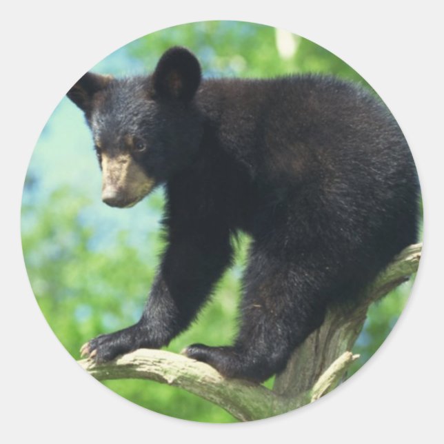 Adesivo Redondo Urso Negro Para Cima De Uma Árvore (Frente)