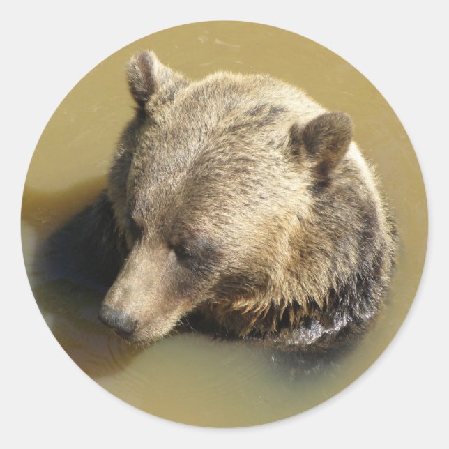 Adesivo Redondo Urso Pardo (Frente)