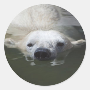 Adesivo Redondo Urso Polar
