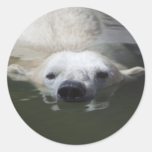 Adesivo Redondo Urso Polar (Frente)