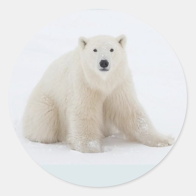 Adesivo Redondo Urso Polar (Frente)