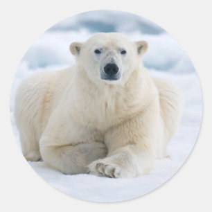 Adesivo Redondo Urso polar adulto no gelo do verão