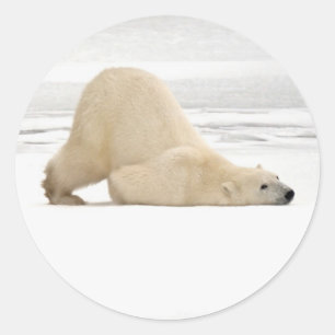 Adesivo Redondo Urso polar coçando-se na tundra congelada