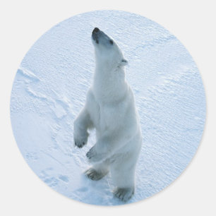 Adesivo Redondo Urso polar ereto