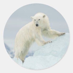 Adesivo Redondo Urso polar no verão