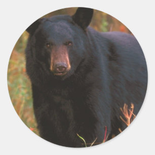 Adesivo Redondo Urso preto