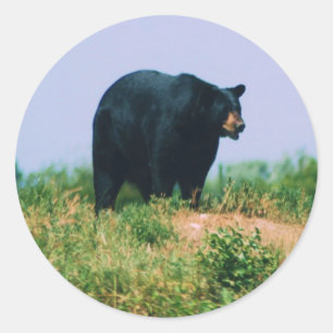 Adesivo Redondo urso preto
