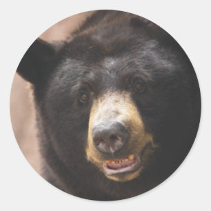 Adesivo Redondo Urso preto 142