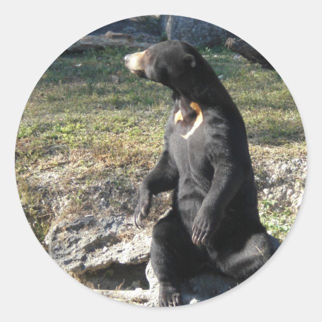 Adesivo Redondo Urso Sol no Zoológico (Frente)