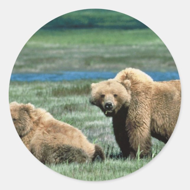 Adesivo Redondo Ursos Grizzly (Frente)
