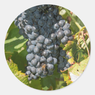 Adesivo Redondo Uruguai, Montevidéu, Área de Colon. Bodegas