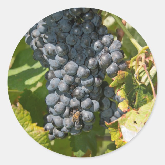 Adesivo Redondo Uruguai, Montevidéu, Área de Colon. Bodegas (Frente)