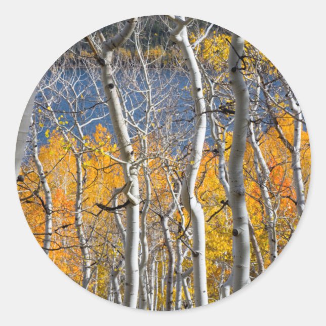 Adesivo Redondo Utah, EUA. Árvores Aspen (Populus Tremuloides) (Frente)