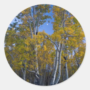 Adesivo Redondo Utah. EUA. Árvores de Aspen e Lua ao Crepúsculo