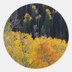 Adesivo Redondo Utah. EUA. Árvores de Aspen no Outono no Sevier