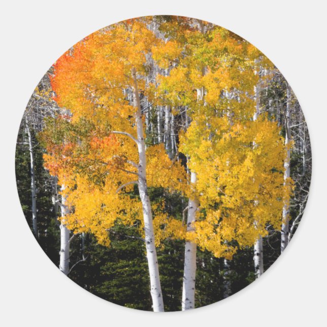 Adesivo Redondo Utah, EUA. Árvores de Aspen (Populus Tremuloides)  (Frente)