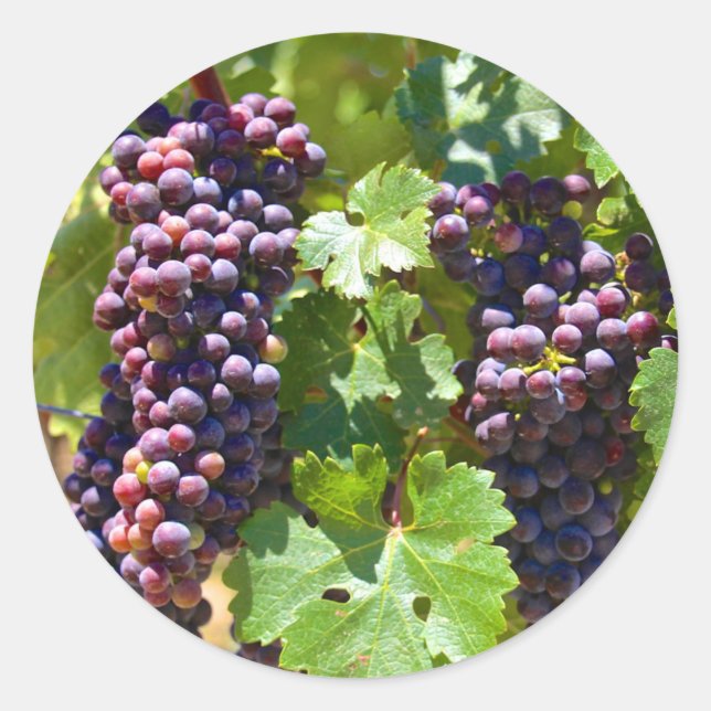 Adesivo Redondo Uvas (Frente)