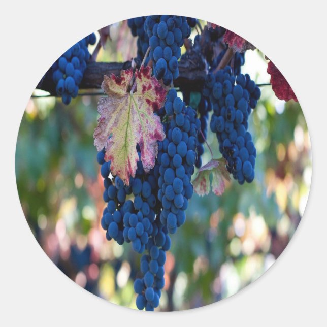 Adesivo Redondo Uvas numa Vinha (Frente)