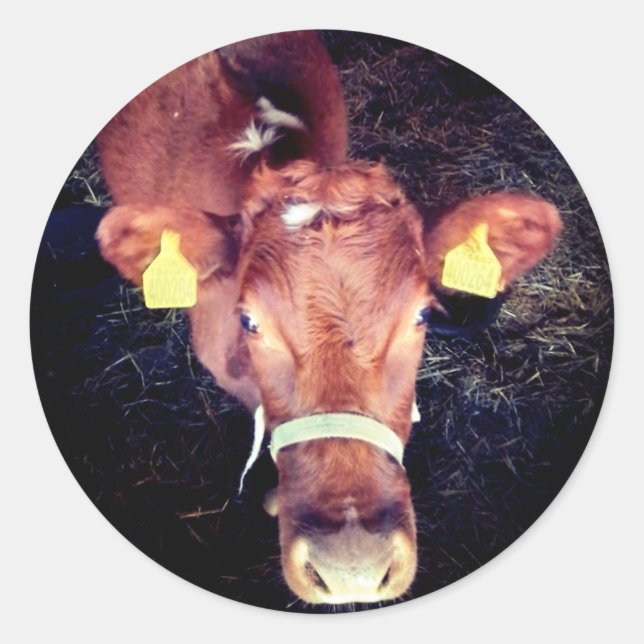 Adesivo Redondo Vaca castanha (Frente)