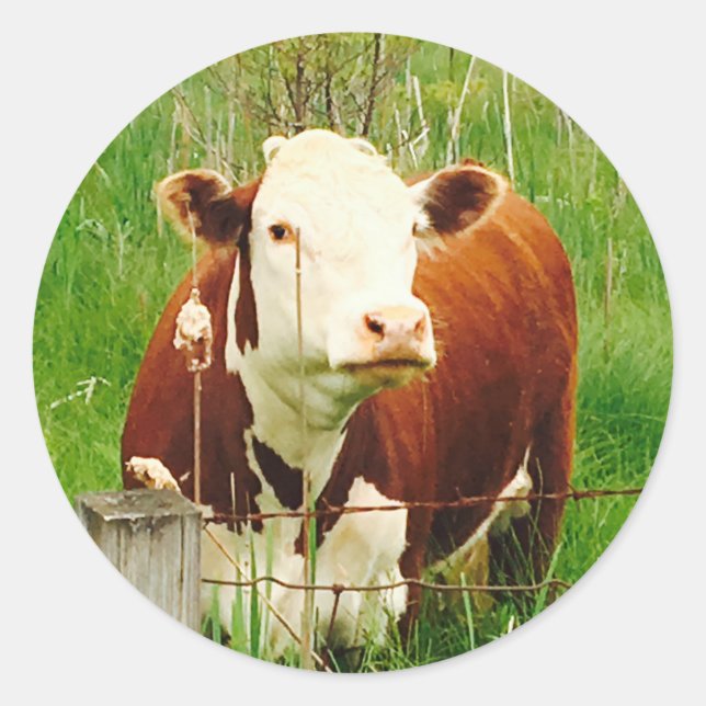 Adesivo Redondo Vaca de Fofinho 4Carla (Frente)